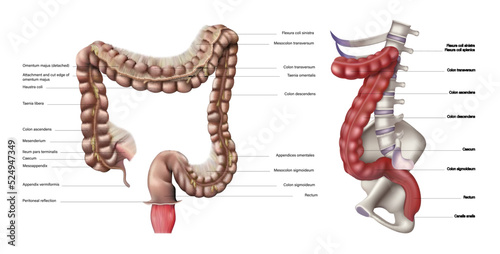 Anatomy and structure of the human large intestine on a white background. Vector 3D illustration