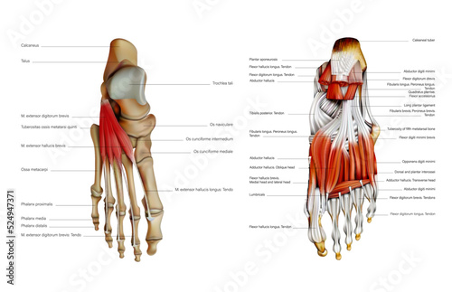 The anatomy of the human foot is medial and middle plantar muscles. Vector 3D illustration photo