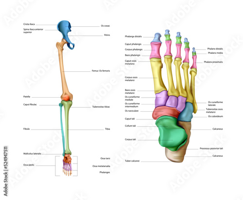 Diagram of the structure of the bones of a human leg on a white background. Vector 3D illustration