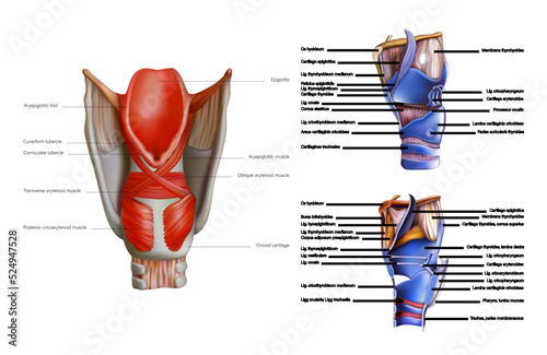 The anatomy and structure of the internal muscles of the human larynx on a white background. Vector 3D illustration photo