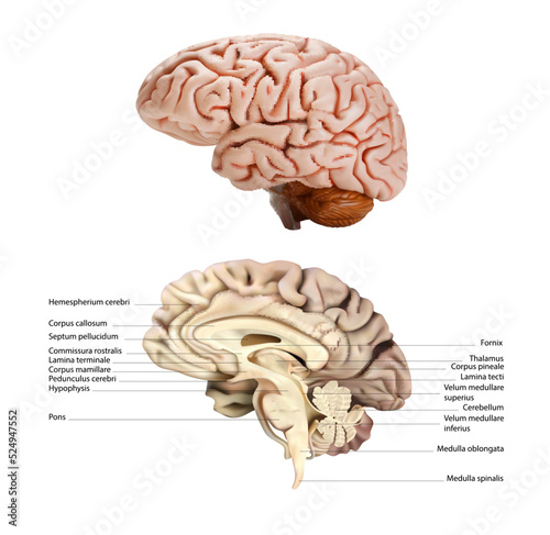 Sectional diagram of the right lobe of the human brain on a white background. Vector 3D illustration