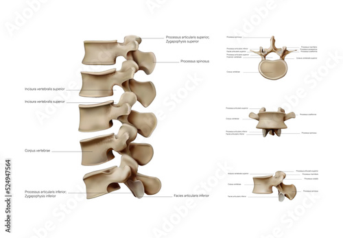 Ligaments and joints of the cervical vertebrae and the occipital bone. Back view. Vector illustration