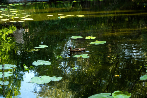 Pond with a floating duck