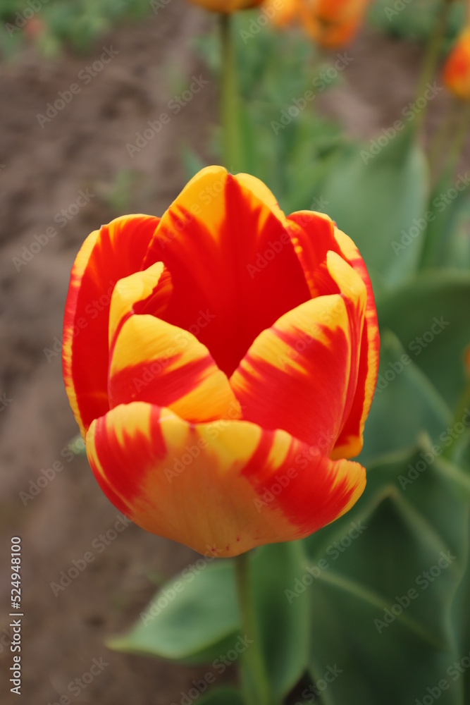 Naklejka premium red and yellow tulip