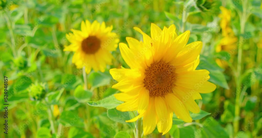 Sunflower field in a beautiful evening sunset. Summer bright day. Slow motion, agriculture crop. Beauty in nature. Landscape. Relax view. Sunflower field in a beautiful evening sunset. Summer bright day. Slow motion, agriculture crop. Beauty in nature. Landscape. Relax view.