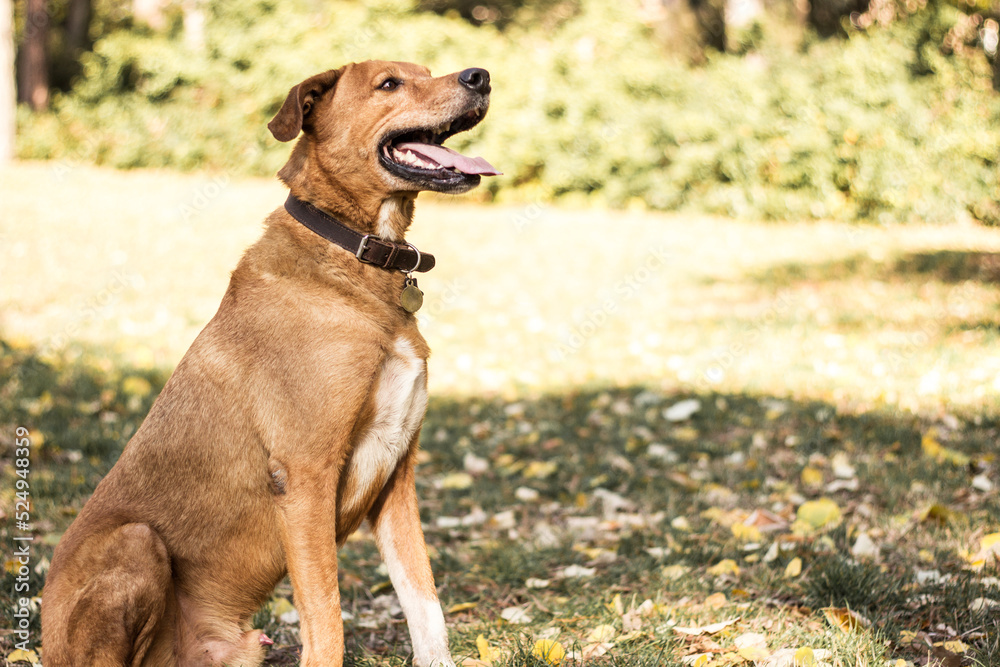 Portrait of beautiful mixed-breed dog