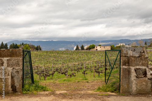Open Gates in a Rock Wall Opening onto a Vineyard in Spring, VIla Real District, Douro River Valley, Portugal photo