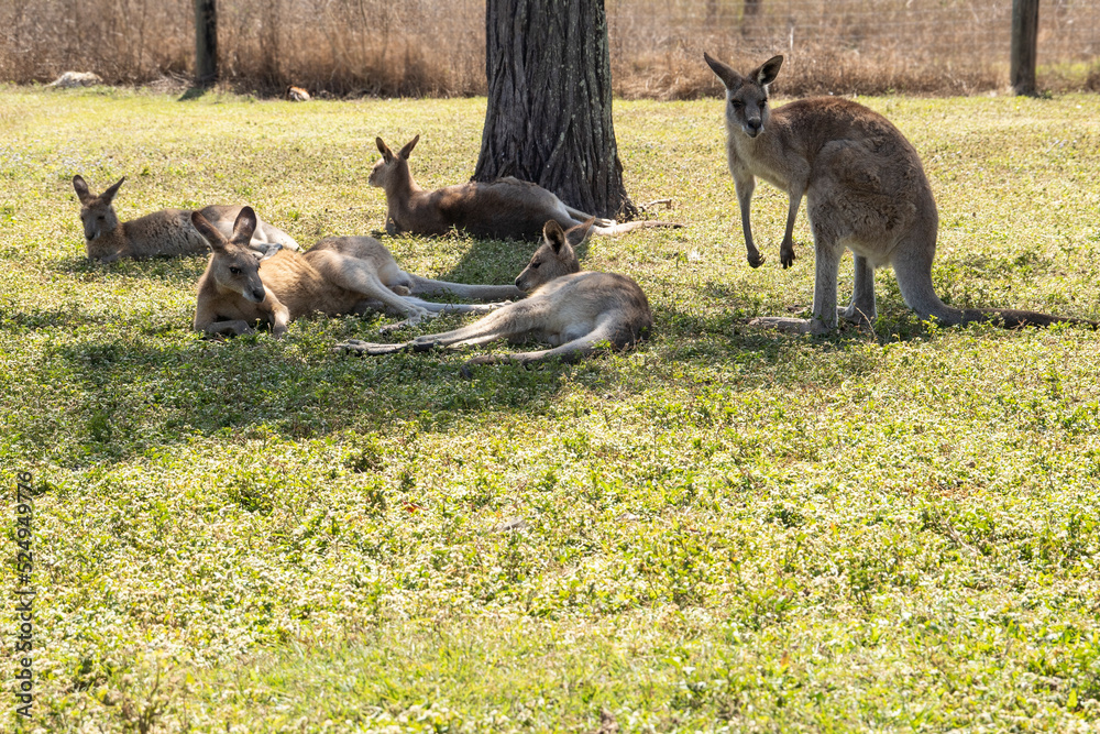 Fototapeta premium A mob of kangaroos resting in the shade of a tree.