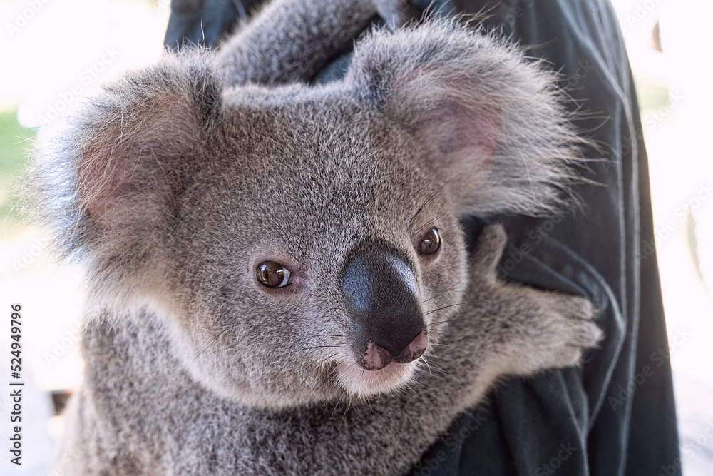 Naklejka premium Close up face of a koala, phascolarctos cinereus, a native Australian animal.