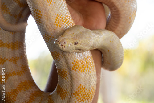 Albino white and yellow carpet snake or python held by a man. photo