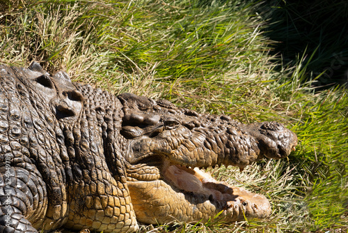 Close up of the head of a large crocodile resting on a riverbank in North Queensland, Australia.