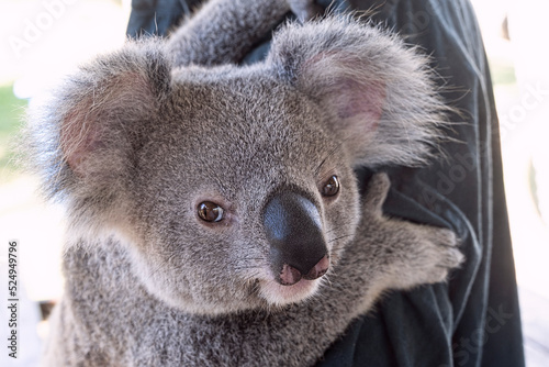 Fototapeta Naklejka Na Ścianę i Meble -  Close up face of a koala, phascolarctos cinereus, a native Australian animal.