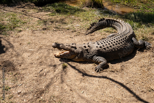 Large crocodile resting on a riverbank in North Queensland, Australia.