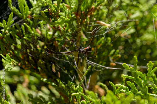 Black Widow Spider 