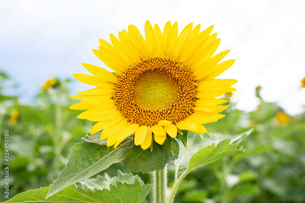 Fototapeta premium 夏の日差しの下に咲くヒマワリ畑