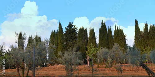 In den Himmel emporragende Baumwipfel am Rande eines Olivenhains