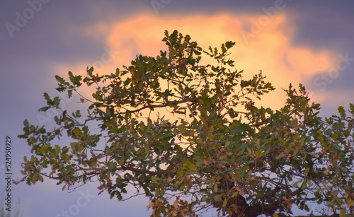 Baumkrone mit leuchtender Wolke im Hintergrund photo