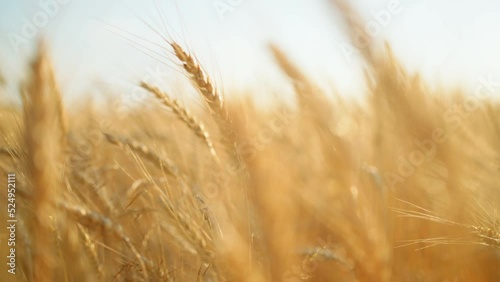 golden ears of wheat or rye in agricultural field in summer or autumn, closeup view, camera moving through spikes