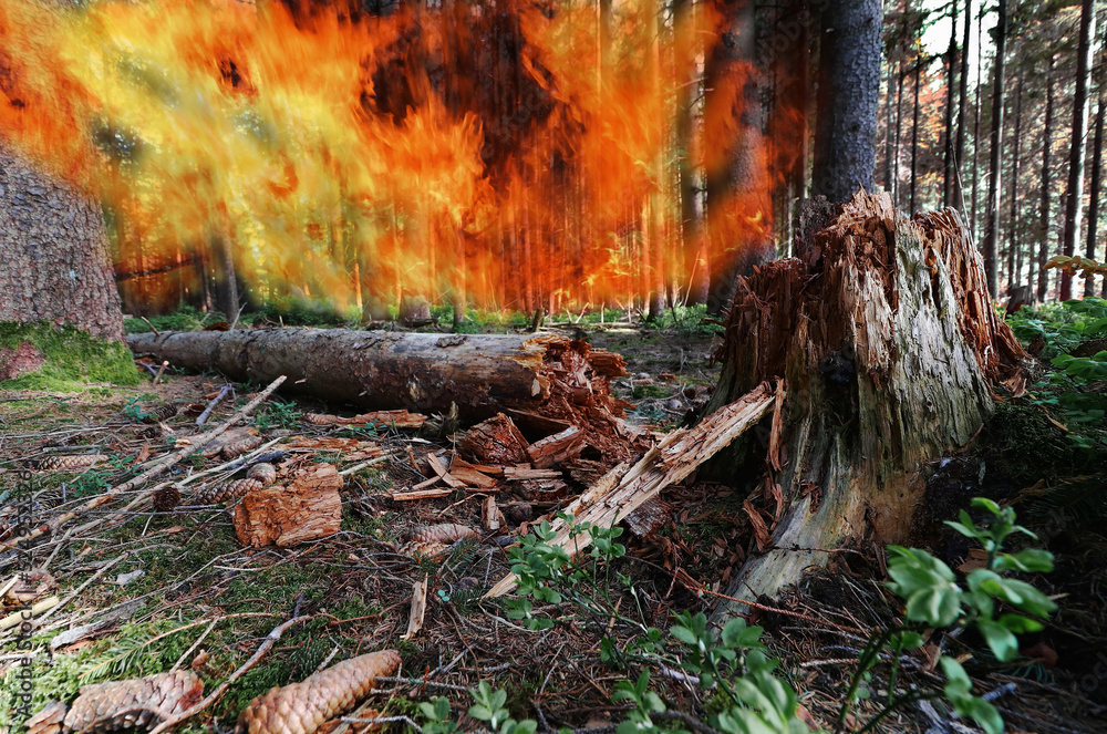 Fototapeta premium Gefahr eines Waldbrandes bei großer Trockenheit