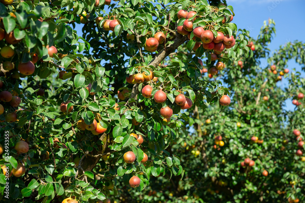Fresh ripe pears on a branch of a fruit tree at plantation closeup