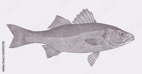 European seabass dicentrarchus labrax, marine and freshwater fish in side view
