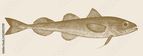 Polar cod boreogadus saida, marine fish in side view