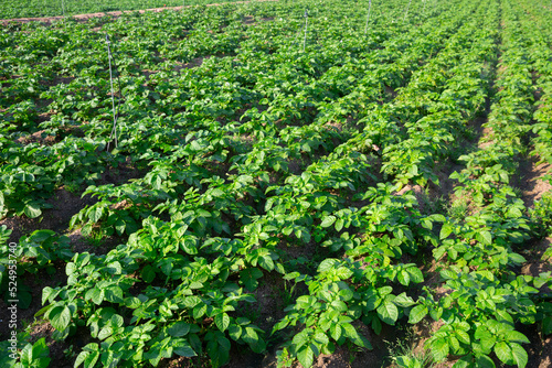 Closeup of young green potatoes growing on large plantation on spring day..