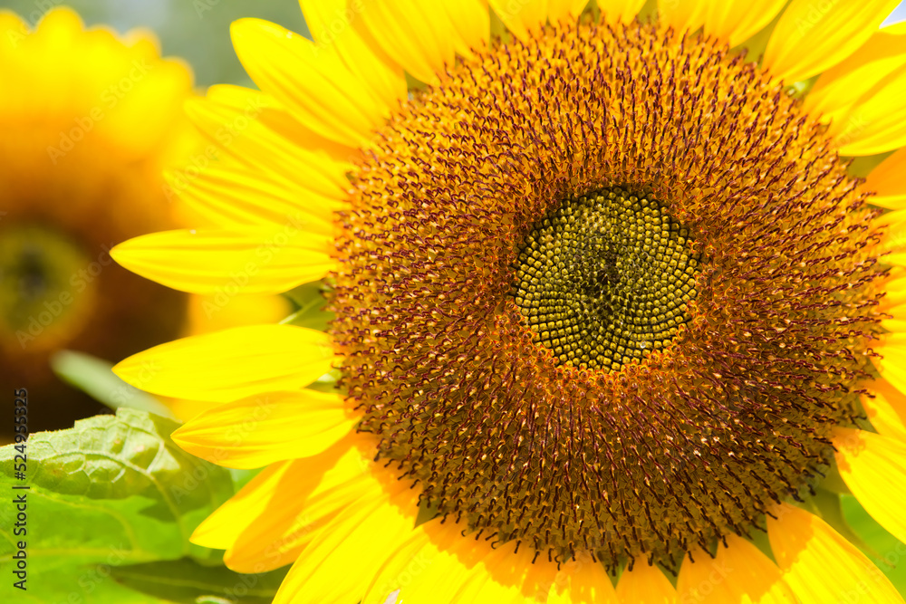 一輪のひまわり	