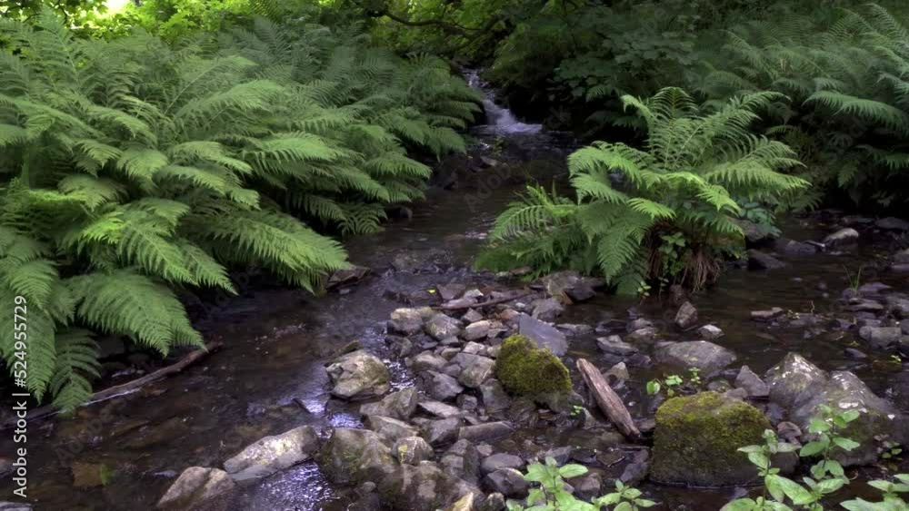 Beautiful quiet stream and ferns in Cumbrian Woods forest. Beautiful quiet stream and ferns in Cumbrian Woods forest.