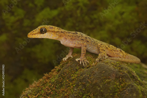 A Javan bent-toed gecko is basking in the sun before starting its daily activities. This reptile has the scientific name Cyrtodactylus marmoratus.