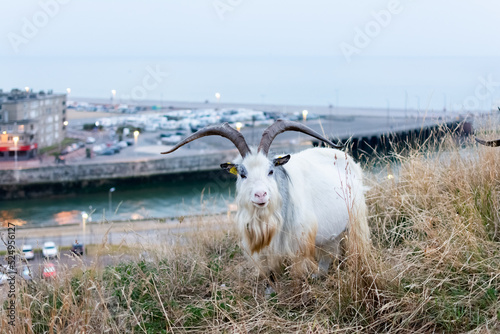 Obraz na plátne Bouc des fossés . Eco pâturage sur les falaises de Dieppe.