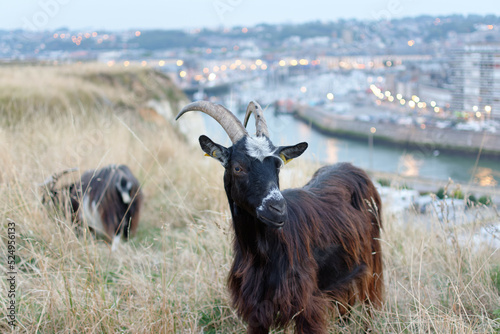 Εκτύπωση καμβά Bouc des fossés . Eco pâturage sur les falaises de Dieppe.