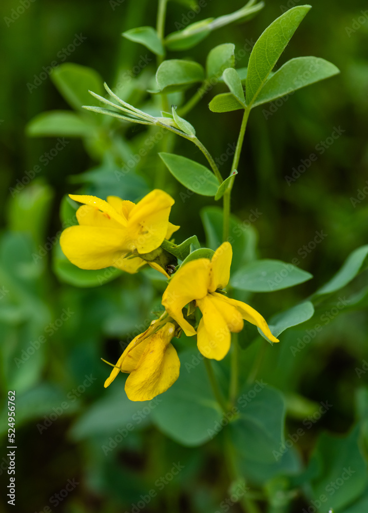 yellow flowers yellow flowers