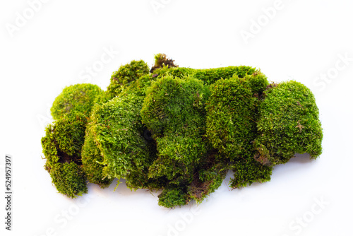 Green moss on white background.