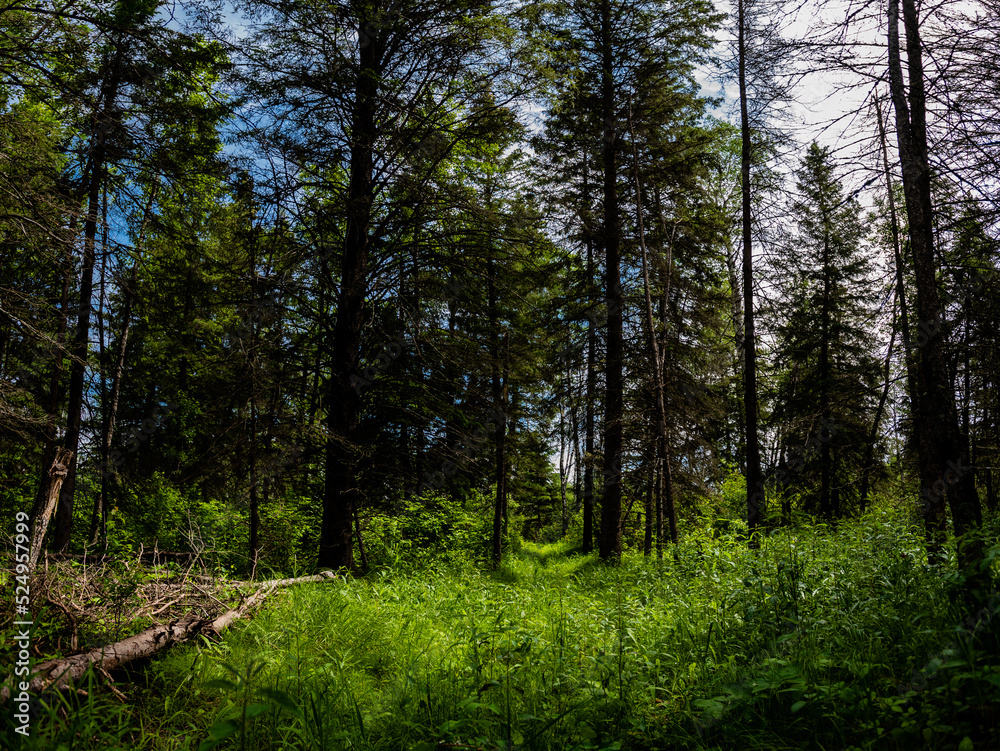 trees in the forest trees in the forest