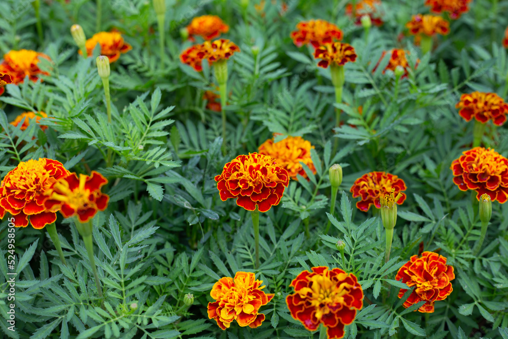Yellow marigold flower in garden Yellow marigold flower in garden