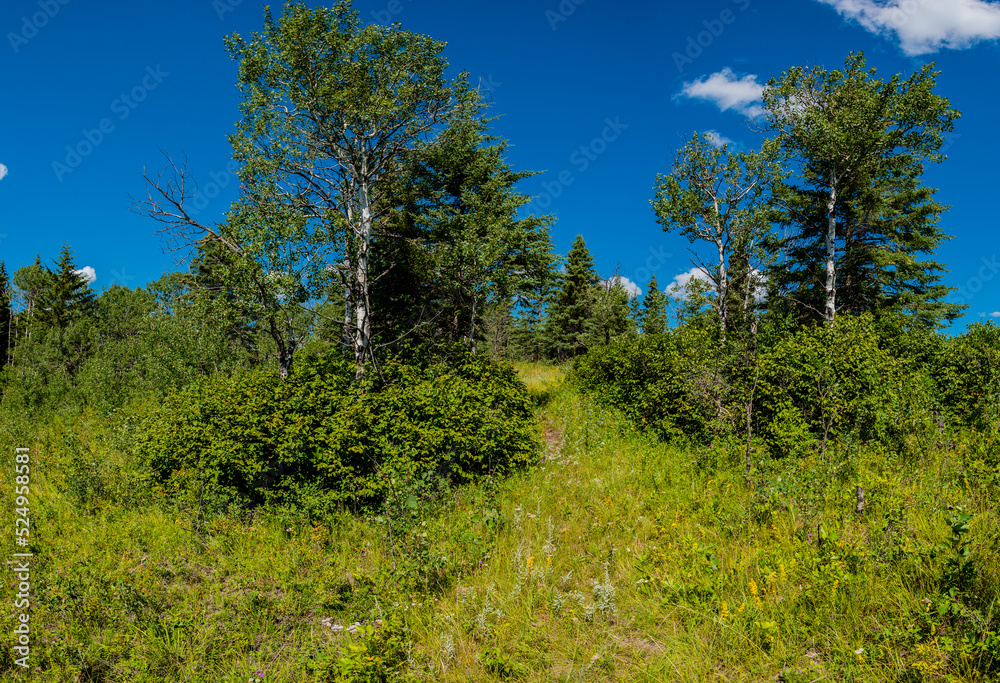 trees in the forest