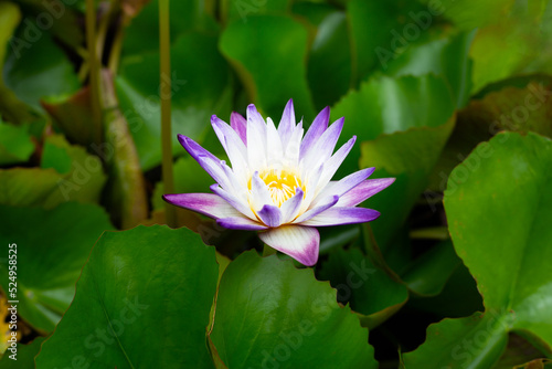 Nymphaea lotus flower with leaves  Beautiful blooming water lily