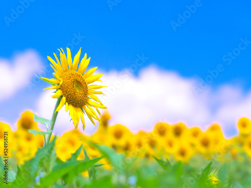 満開のひまわりと夏の青空
