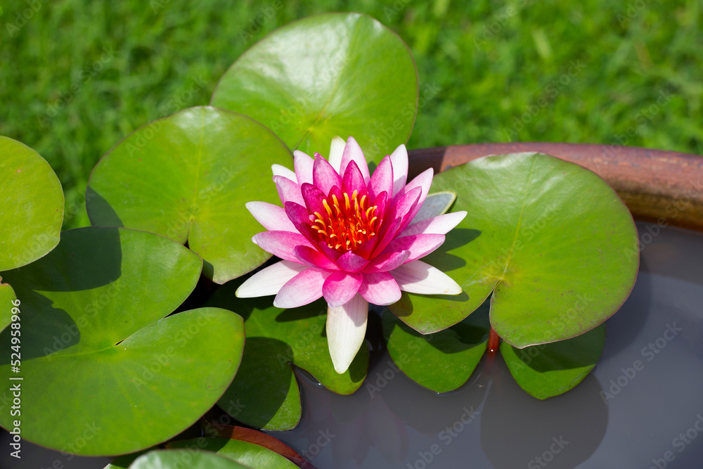 Beautiful blooming lotus flower with leaves, Pink water lily pond Beautiful blooming lotus flower with leaves, Pink water lily pond