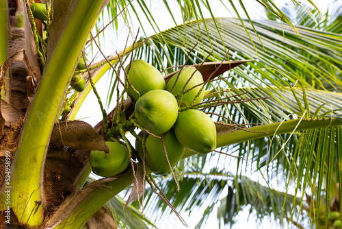 Coconut tree with bunches of coconut fruits