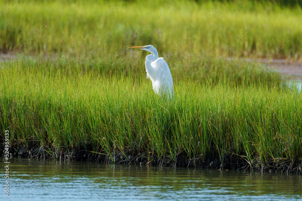 Great white egret rising above green march grasses in Assateague Great white egret rising above green march grasses in Assateague