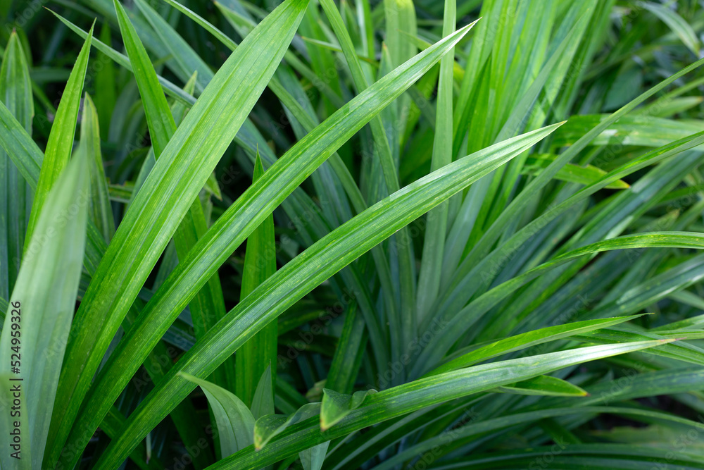 Green pandan leaves in the garden. Green pandan leaves in the garden.