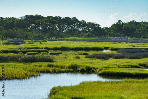 Green and purplish grasses create a beautiful wetland habitat in Assateague photo