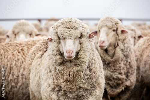 Merino sheep in the yards photo