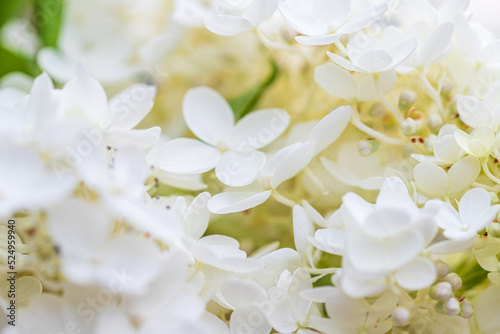 white flowers © Amelia Pearn