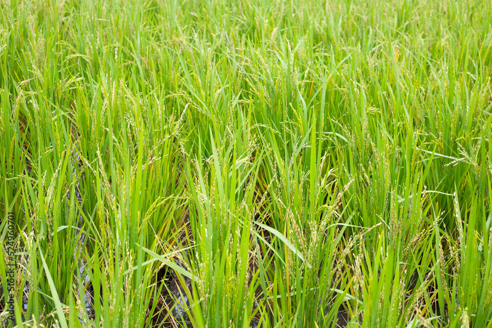 Rice plant in rice field. Rice plant in rice field.