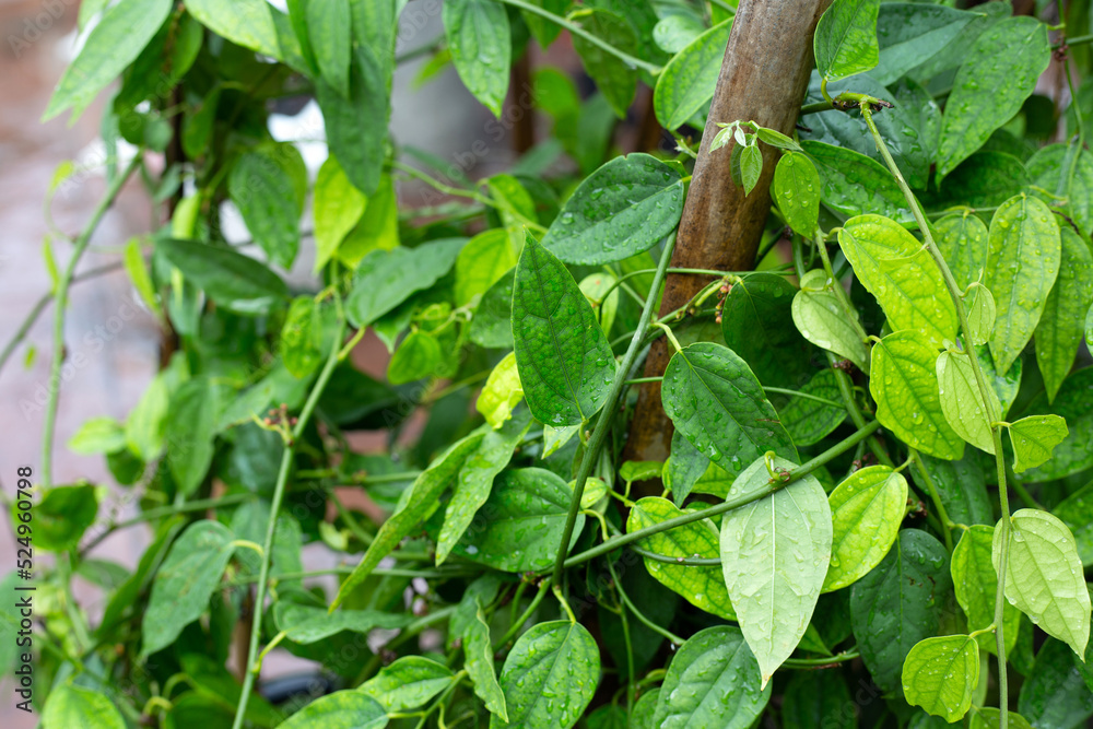 Fresh green leaves of tiliacora triandra plant Fresh green leaves of tiliacora triandra plant