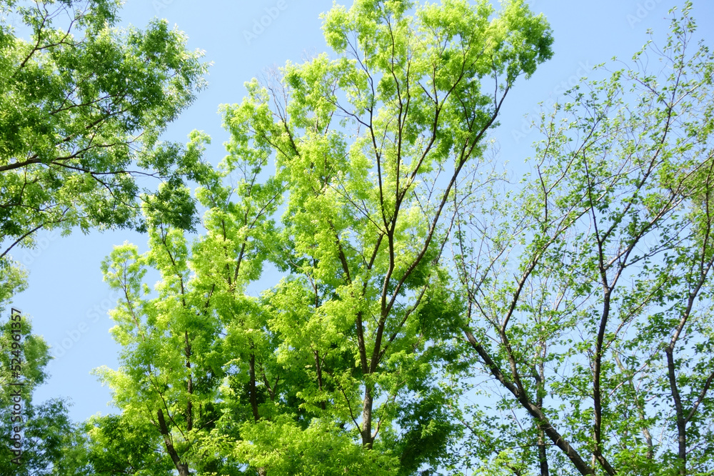 Fototapeta premium 新緑薫、初夏の陽気な気候に緑の公園も気持ちよく