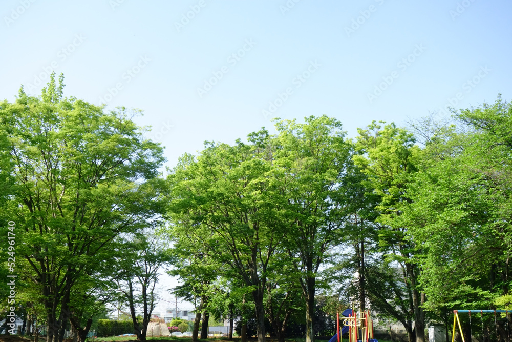 Fototapeta premium 新緑薫、初夏の陽気な気候に緑の公園も気持ちよく